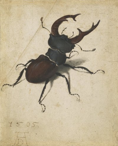 Jelonek rogacz autorstwa Albrecht Dürer
