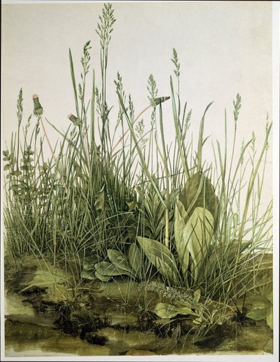 Duży kawałek murawy autorstwa Albrecht Dürer or Duerer