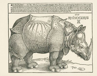 Nosorożec autorstwa Albrecht Dürer or Duerer