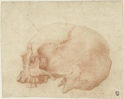 Badanie czaszki autorstwa Alessandro Allori