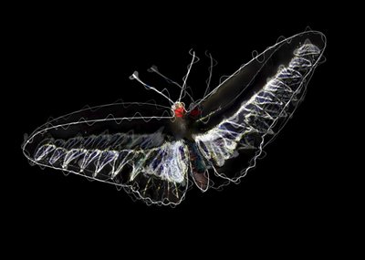 czarny motyl, 2020, (media mieszane) autorstwa Alex Caminker
