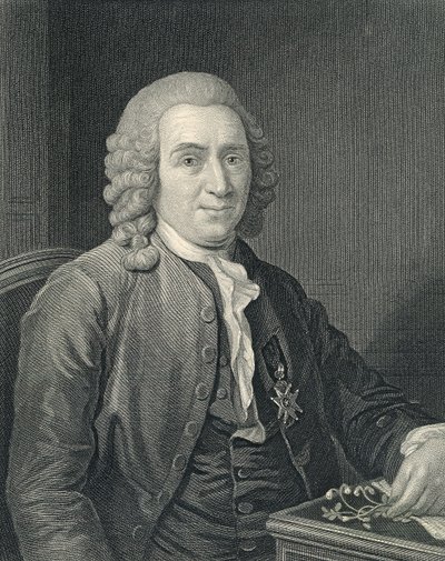 Retrato de Carolus Linnaeus polonês autorstwa Alexander (after) Roslin