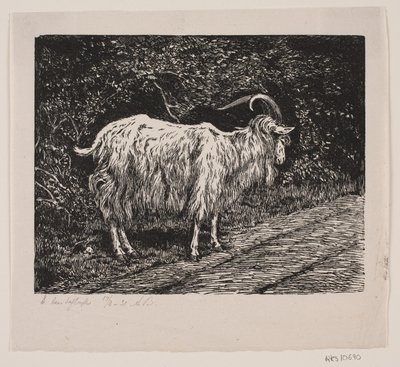 Koza autorstwa Alexander Blom