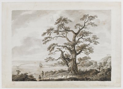 Dodać. 15508, nr 4, Drzewo na wzgórzu drzew, Otaheite, z „Rysunków atramentem indyjskim, ilustrujących pierwszą podróż kapitana Cooka autorstwa Alexander Buchan