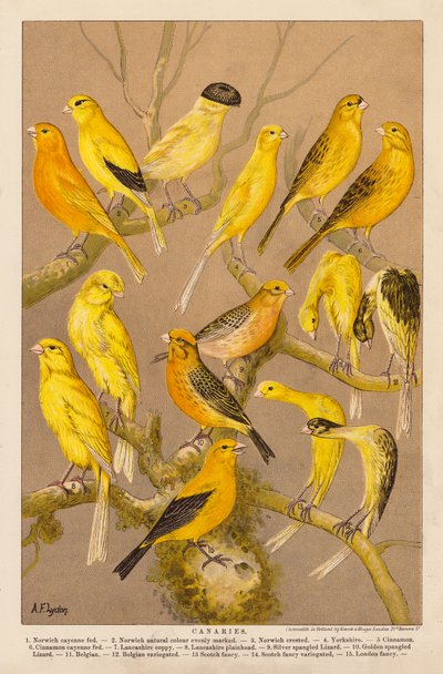 Kanarki (chromolitho) autorstwa Alexander Francis (after) Lydon