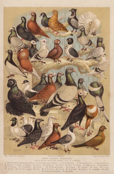 Gołębie (chromolitho) autorstwa Alexander Francis (after) Lydon