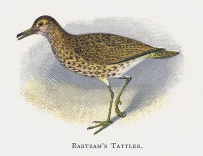 Batrams Tattler autorstwa Alexander Francis Lydon
