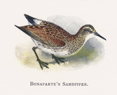 Bonapartes Sandpiper autorstwa Alexander Francis Lydon
