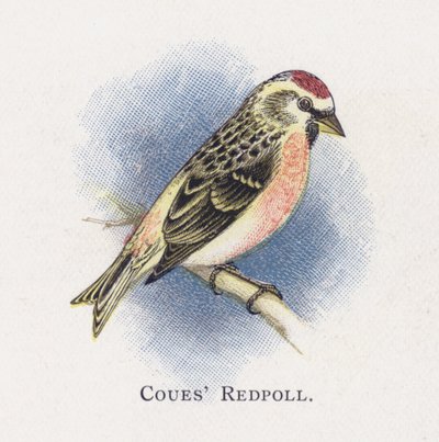 Coues Redpoll autorstwa Alexander Francis Lydon