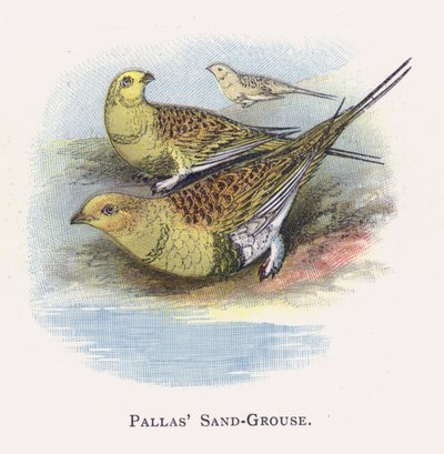 Pallas cietrzew autorstwa Alexander Francis Lydon