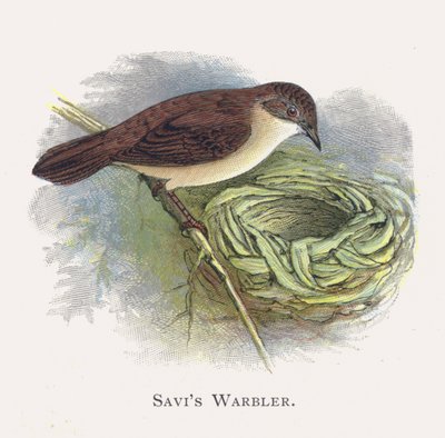 Savis Warbler autorstwa Alexander Francis Lydon