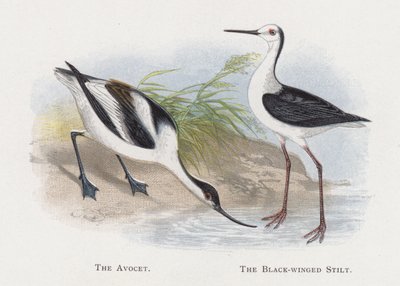 Avocet, czarnoskrzydłe szczudło autorstwa Alexander Francis Lydon