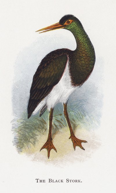 Czarny bocian autorstwa Alexander Francis Lydon