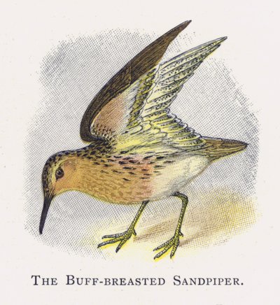 Sandpiper płowopierśny autorstwa Alexander Francis Lydon