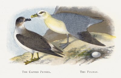 Petrel z czapką, Fulmar autorstwa Alexander Francis Lydon