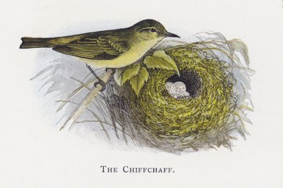 chiffchaff autorstwa Alexander Francis Lydon