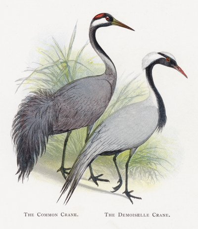 Żuraw, żuraw Demoiselle autorstwa Alexander Francis Lydon