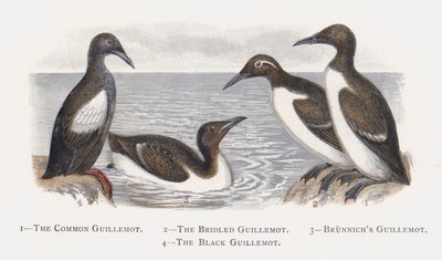 Guillemot pospolity, Guillemot okiełznany, Guillemot Brunnichs, Guillemot czarny autorstwa Alexander Francis Lydon