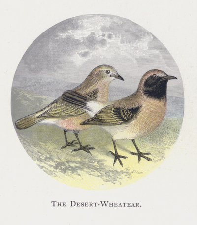 Pustynia-Wheatear autorstwa Alexander Francis Lydon