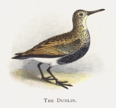 Dunlina autorstwa Alexander Francis Lydon