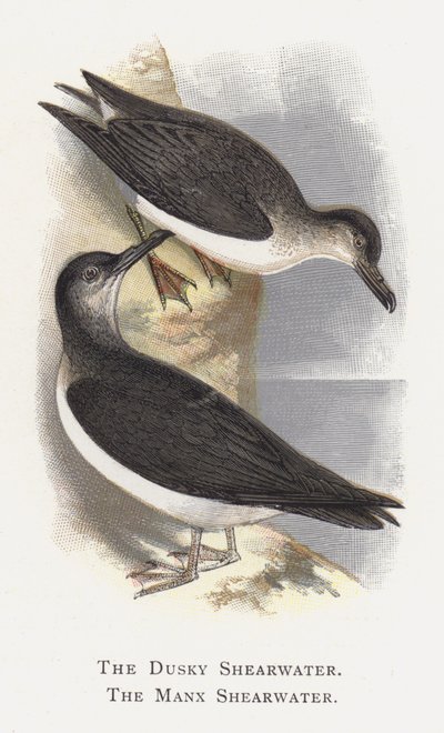Burzyk Ciemny, Burzyk Manx autorstwa Alexander Francis Lydon