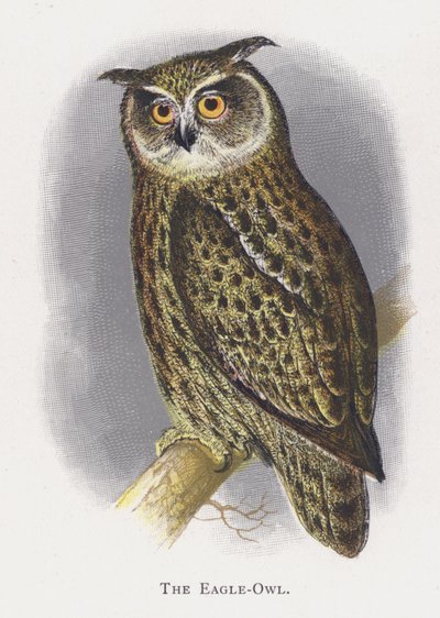 Puchacz autorstwa Alexander Francis Lydon