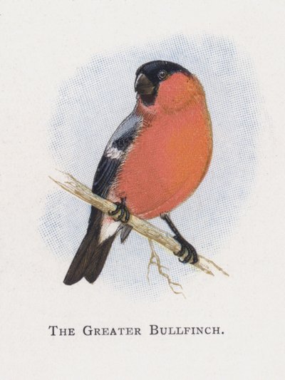 Gil zwyczajny autorstwa Alexander Francis Lydon