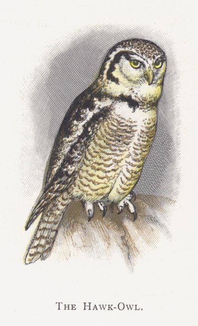 Sowa jastrzębia autorstwa Alexander Francis Lydon