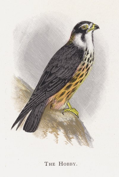 Hobby autorstwa Alexander Francis Lydon
