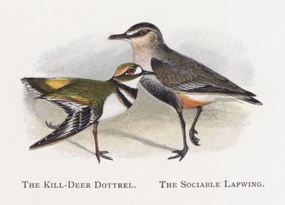 Kropka Killdeer, Towarzyska Czajka autorstwa Alexander Francis Lydon