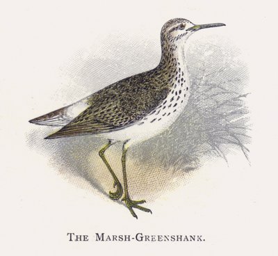 Marsh-Greenshank autorstwa Alexander Francis Lydon