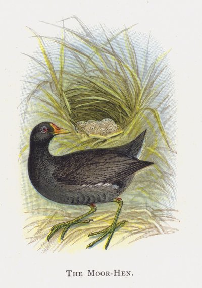 Kura Maurów autorstwa Alexander Francis Lydon
