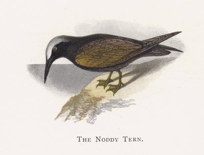 Noddy Tern autorstwa Alexander Francis Lydon