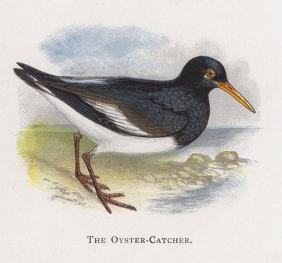 Łapacz ostryg autorstwa Alexander Francis Lydon