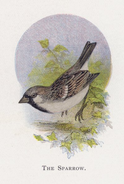 Wróbel autorstwa Alexander Francis Lydon