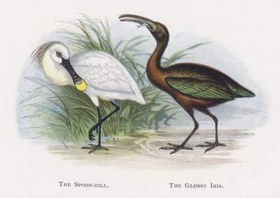 Łyżeczka, Błyszczący Ibis autorstwa Alexander Francis Lydon