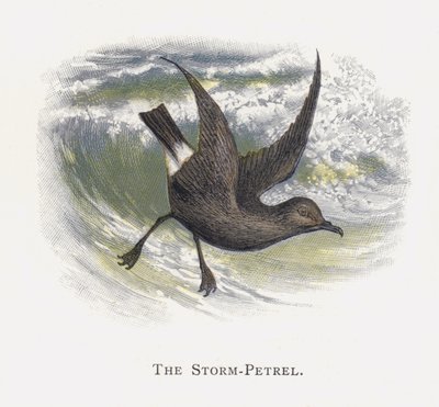 Burza-Petrel autorstwa Alexander Francis Lydon