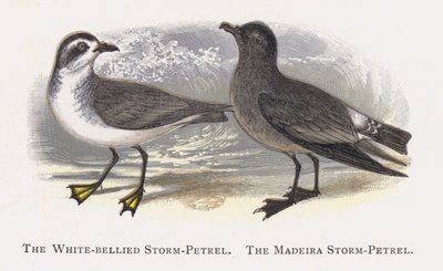Białobrzuchy Storm-Petrel, Madeira Storm-Petrel autorstwa Alexander Francis Lydon