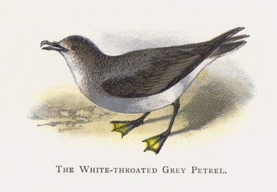 Petrel szary białogardły autorstwa Alexander Francis Lydon