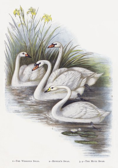 Łabędź krzykliwy, Łabędź Bewicks, Łabędź niemy autorstwa Alexander Francis Lydon