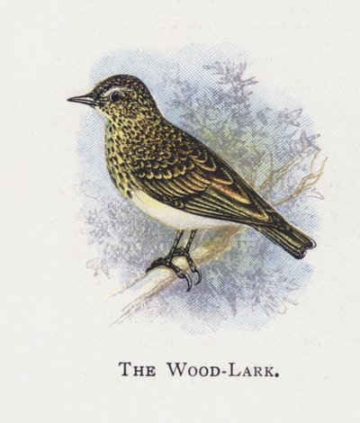 Skowronek Wood autorstwa Alexander Francis Lydon