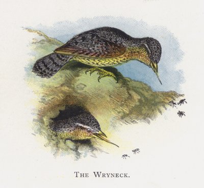 Krzynecka autorstwa Alexander Francis Lydon