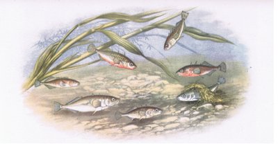 Sticklebacks, Nature in Britain wyd. Collins, 1946 autorstwa Alexander Francis after Lydon