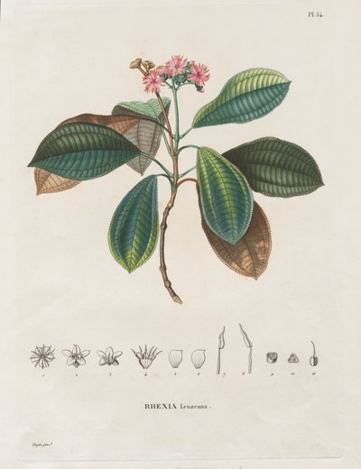 Podróż do regionów równonocy Nowego Kontynentu, wykonana w latach 1709-1804: Monografia Melastomaceae: nr 54 autorstwa Alexander, Freiherr von Humboldt