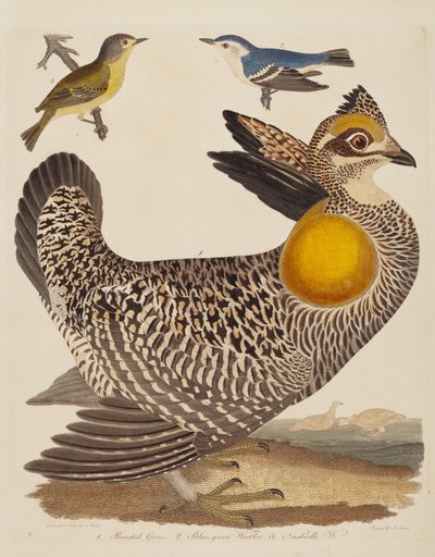 Pinnated Grous, Blue-green Warbler i Nashville Warbler, opublikowane w latach 1808-1814. autorstwa Alexander Lawson