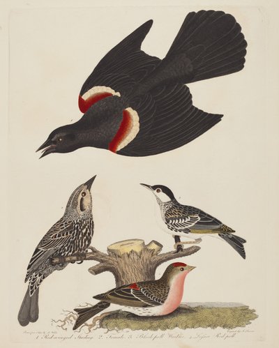 Czerwonoskrzydły szpak, żeński szpak czerwonoskrzydły, gajówka czarnogłowa i smutek...,pub.1808-1814. autorstwa Alexander Lawson
