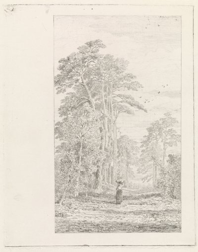 aleja sosnowa autorstwa Alexander Mollinger