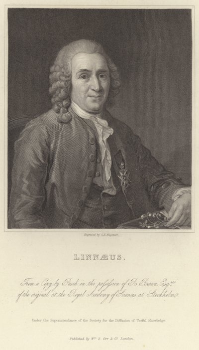 Linneusz autorstwa Alexander Roslin