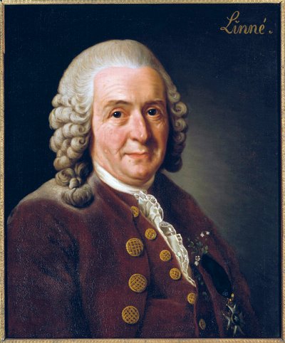 Portret Carla von Linne (Linneusza) autorstwa Alexander Roslin