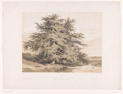 Krajobraz z cedrami Cedres (tytuł na obiekcie) autorstwa Alexandre Calame